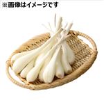 沖縄県などの国内産 島らっきょう 1袋 【5月23日～5月25日のお受取り】