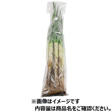 おうちでイオン イオンネットスーパー 今おすすめしたい旬の野菜 果物予約 6日後以降の配送 茨城県産 泥付きねぎ 1kg入 1袋