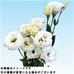 トルコキキョウ 白系 1本束【置き楽配送指定不可】