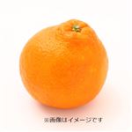 熊本県または佐賀県などの国内産 しらぬい 1個   【3／14～3／16お渡し】