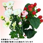 マムブーケ ピンク系 1束【置き楽配送指定不可】