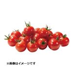 熊本県などの国内産 ミニトマト 大パック 1パック   【3／14～3／16お渡し】
