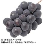 山梨県などの国内産 たねなし巨峰ぶどう房 1房 【9月5日～9月7日のお受取り】