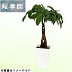 岐阜県岐孝園 パキラ編み5号スクエア 15cm鉢【置き楽配送指定不可】