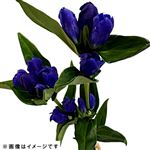 りんどう 2本束【置き楽配送指定不可】