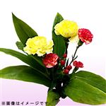 【母の日予約】マザーズブーケ カーネーション イエローオレンジ系 1束【5／8～5／11お渡し】【置き楽配送指定不可】