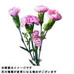 スプレーカーネーションピンク 2本束【置き楽配送指定不可】 　※金土日のみ配送