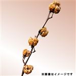 コットンフラワー茶色 1本【置き楽配送指定不可】