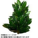 ひさかき 1束【置き楽配送指定不可】
