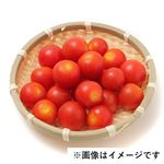 千葉県などの国内産 ミニトマトスイートベル 大パック 250g入 1袋