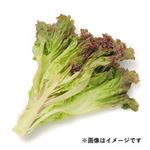 長野県などの国内産 サニーレタス 少量 1袋