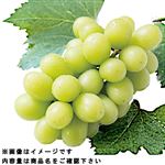 【予約】山梨県などの国内産 シャインマスカット 280g入 1パック【6日～12日後お渡し】