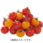 愛知県などの国内産 カラフルミニトマト 200g入 1パック