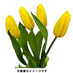 チューリップイエロー系 4本束【置き楽配送指定不可】
