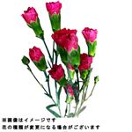 スプレーカーネーション 赤系 2本束【置き楽配送指定不可】