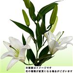オリエンタルユリ 白系 1本【置き楽配送指定不可】