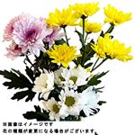 スプレーマムミックス 3本束【置き楽配送指定不可】