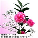カーネーションブーケS 1束【置き楽配送指定不可】