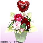 【母の日予約】マザーズアレンジ ルリエ 1個【5／8～5／11お渡し】【置き楽配送指定不可】