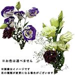 トルコキキョウブーケ 1束【置き楽配送指定不可】