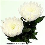 アナスタシア 白又は黄 2本束【置き楽配送指定不可】