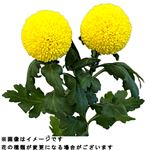 ピンポンマム 黄系 2本束【置き楽配送指定不可】