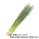 高知県 などの国内産 青ねぎ（大束）1袋