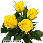 【おすすめ】輸入バラ イエロー 4本束【置き楽配送指定不可】