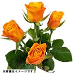 【おすすめ】輸入バラ オレンジ 4本束【置き楽配送指定不可】