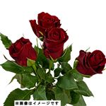 【おすすめ】輸入バラ レッド 4本束【置き楽配送指定不可】