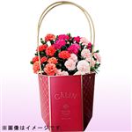 【母の日予約】プレミアムカーネーション レッドピンク系 15cm鉢【5／8～5／11お渡し】【置き楽配送指定不可】
