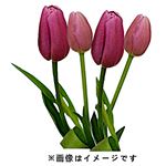 チューリップピンク系 4本束【置き楽配送指定不可】