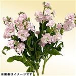 スプレーストック ピンク系 2本束【置き楽配送指定不可】