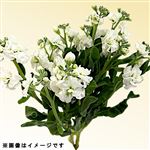 スプレーストック 白系 2本束【置き楽配送指定不可】