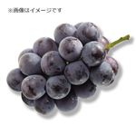 山梨県または長野県などの国内産 ぶどう（ピオーネ）1房