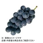 山梨県または長野県などの国内産 たねなしぶどう（巨峰）1房