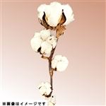 コットンフラワー白色 1本【置き楽配送指定不可】