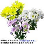 【今週のおすすめ】スプレーマム 2本束【10／29～10／30お渡し】【置き楽配送指定不可】