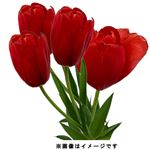 チューリップレッド系 4本束【置き楽配送指定不可】