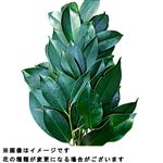 さかき 1束【置き楽配送指定不可】