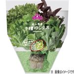 トップバリュ 新潟県などの国内産 3種のレタス 1袋
