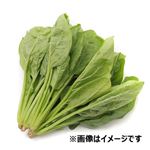 トップバリュ グリーンアイ オーガニック 茨城県などの国内産 ほうれん草 1袋