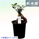 【父の日予約】岐阜県 岐孝園 ガジュマル 12cm黒プラ鉢【置き楽配送指定不可】【6／12～6／15お渡し】
