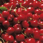 アメリカ産などの国外産 アメリカンチェリー 100g