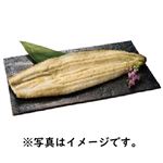 九州産 有頭うなぎ白焼き（真空）1尾