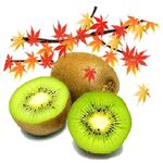 【秋のご予約会】ニュージーランド産などの国外産グリーンキウイ（大袋）