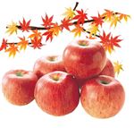 【秋のご予約会】国内産葉乃果りんご大袋