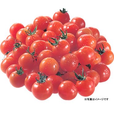【M】ミニトマト　12kg ミニトマト 大パック 1パック（愛知・熊本県等の国内産