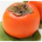 【12／2（土）配送分】富有柿1個（福岡県産）