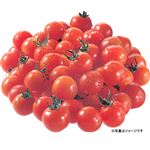 【5／10（土）配送分】ミニトマト（大）1パック（愛知・熊本県産他）